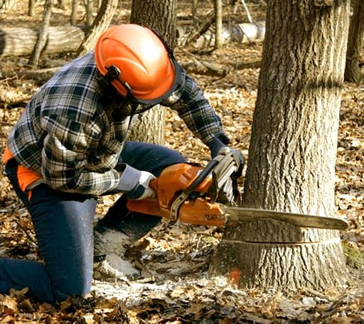 Tree Removal in Crump, TN